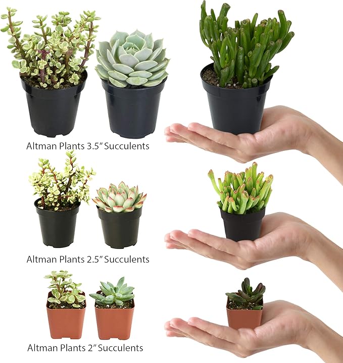 Altman Plants, Live Succulents Plants Live Houseplants (4PK), Succulent Plant Lover Gifts, Live Indoor Plants in Potting Soil, Live Plants Indoor Cactus Plants Live Succulent Plants Live House Plants