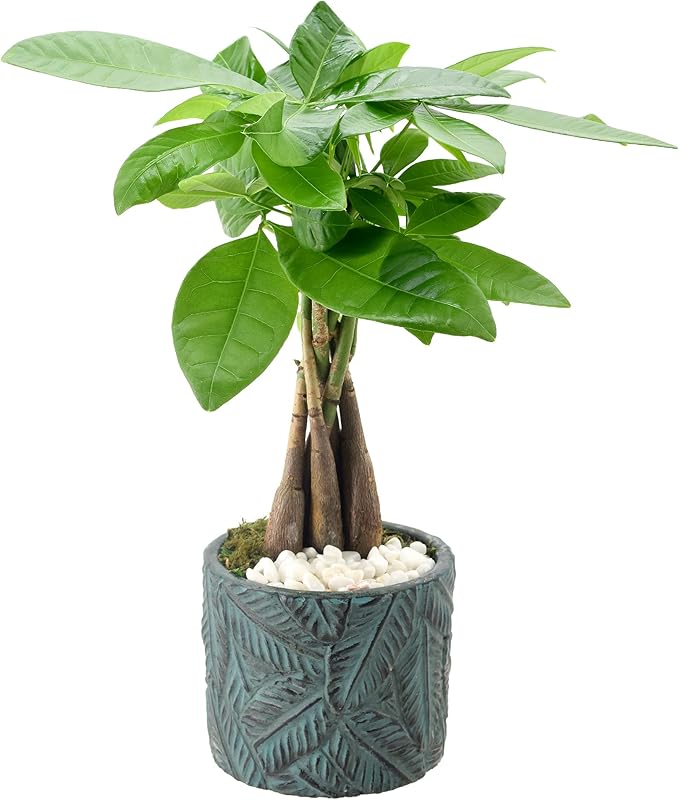 Arcadia Garden Products LV49 Money Tree, Live Indoor Plant in Tropico Leaf Ceramic Planter for Home, Work, or Gift, Blue