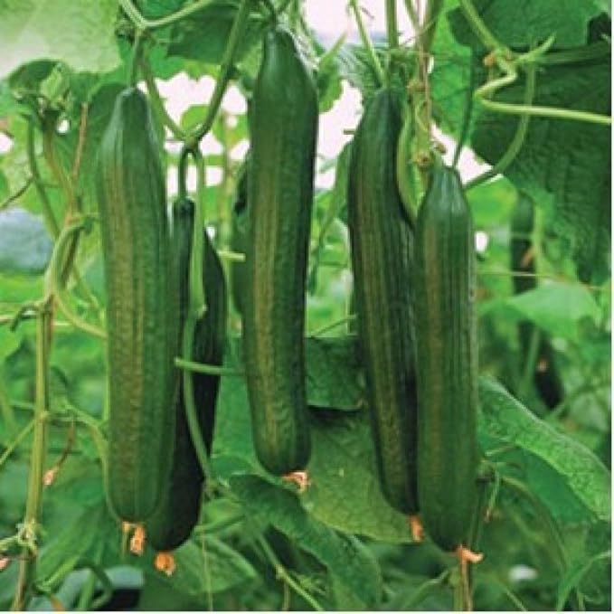 Seeds Cucumber Chinese Miracle Long Heirloom Vegetable Non GMO (20 Seeds)
