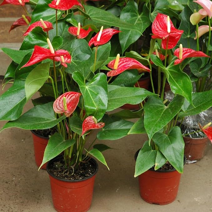 Anthurium Planting Soil - Nurture Your Plants with a Premium Potting Mix - 10 QUARTS