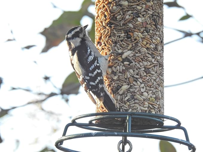 JCs Wildlife Bugs, Nuts and Berries Premium Bird Seed Small Cylinder with Hole, 1.5 lb (1 Cylinder)
