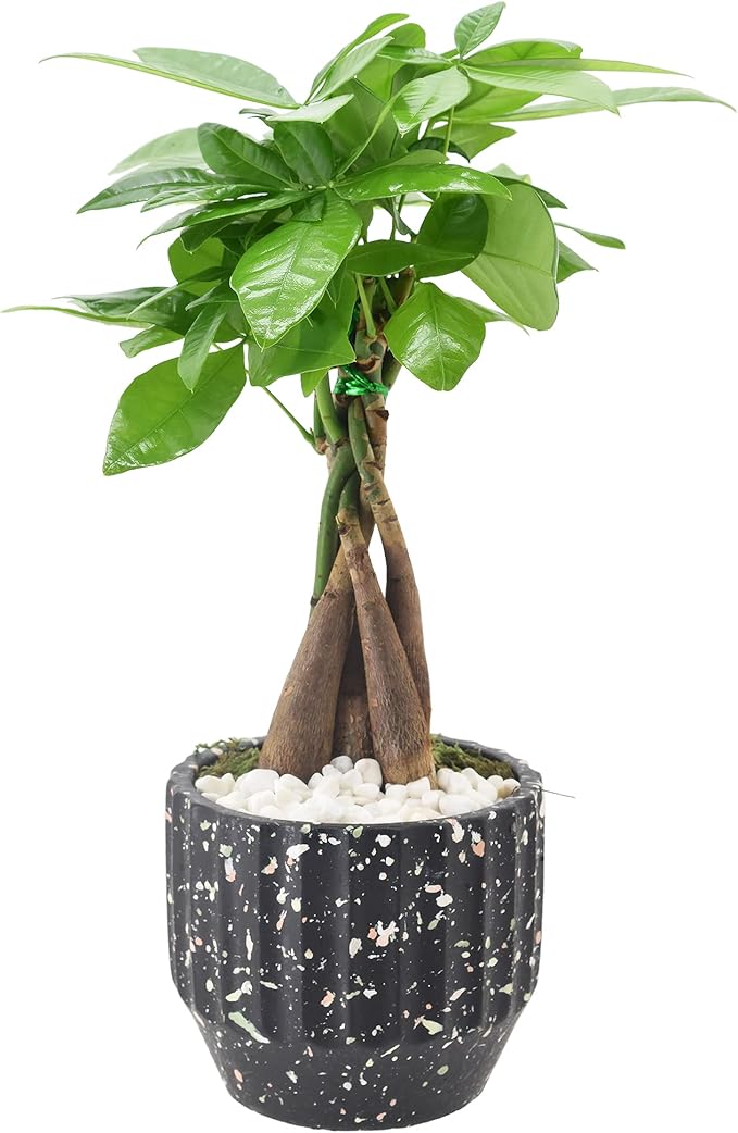 Money Tree Live Indoor Plant in 5 in. Speckled Splash Ceramic Planter, Black ***Cannot Ship to Hawaii***