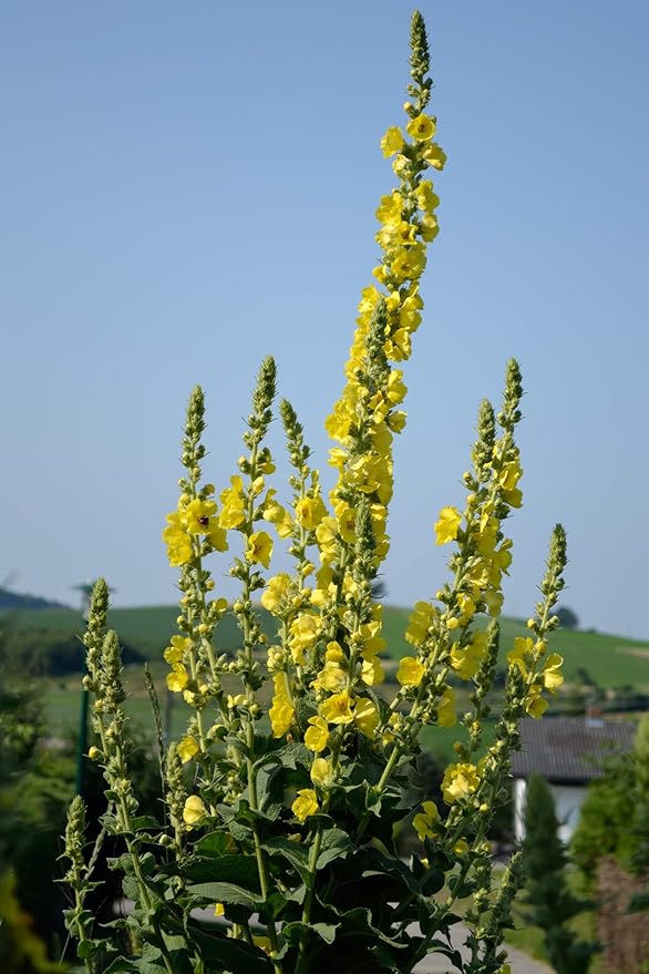 Great Mullein Verbascum thapsus 150 Seeds Heirloom- Non GMO - Open Pollinated