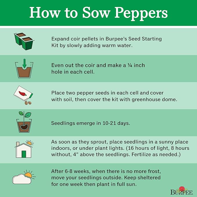 Burpee Dragon Cayenne Hot Pepper Seeds 25 seeds