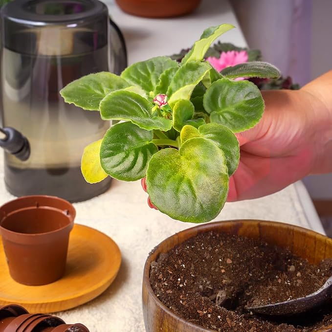 African Violet Potting Soil Mix 2qt, Pre-Mixed Acid Soil Ideal for African Violets to Ensure Optimal Nutrient Uptake and Vibrant Blooms