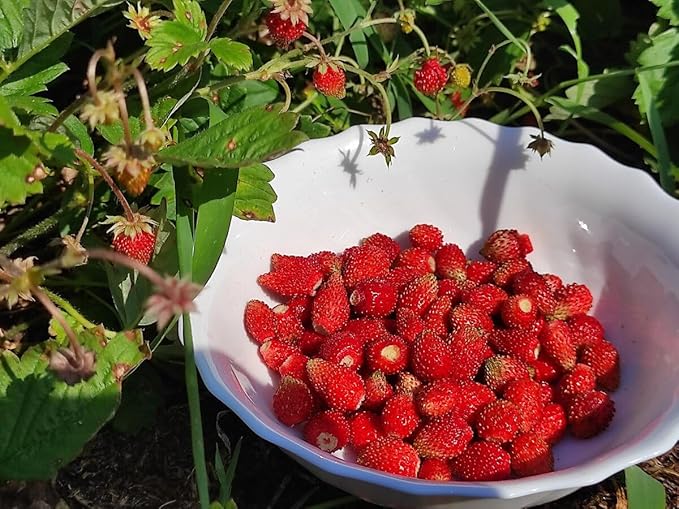 Seeds Fruit Alpine Strawberry Four Seasons Red Everbearing Non GMO for Planting - 100 Seeds