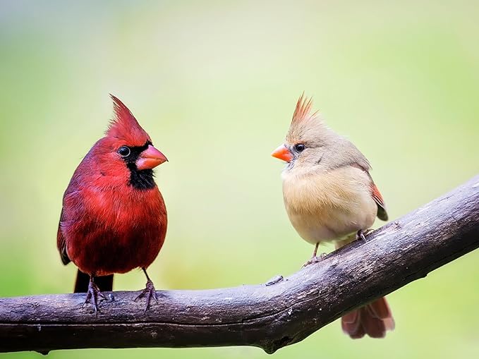 Birdseed Cylinders with Hole - Bird Seed for Outside Wild Birds (Small Cylinder, Neat Beak 1pc)