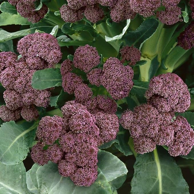 Park Seed Variety of Broccoli Plant Seeds, Easy to Grow, Perfect for Garden, Purple Sprouting Broccoli Seeds, Pack of 100 Seeds