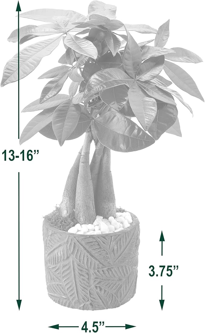 Arcadia Garden Products LV50 Money Tree, Live Indoor Plant in Tropico Leaf Ceramic Planter for Home, Work, or Gift, Green