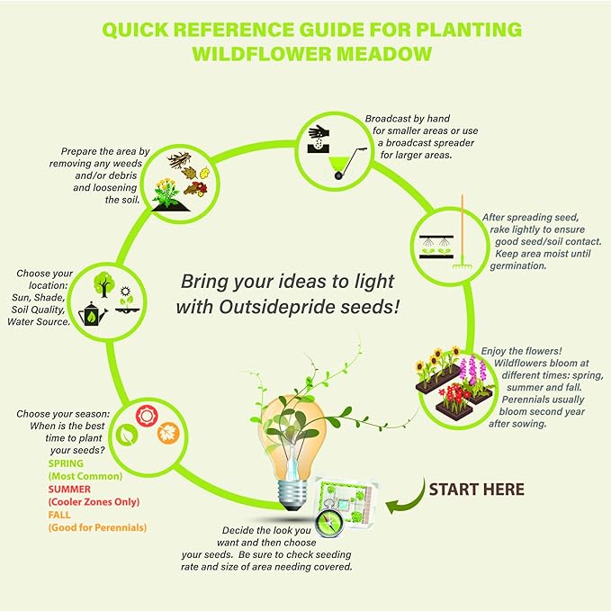 Outsidepride 5000 Seeds Annual Lacy Phacelia Wild Flowers Seeds for Planting