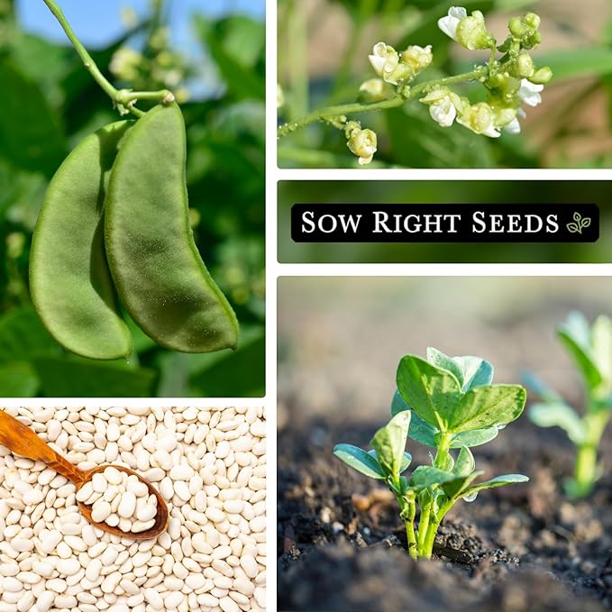 Sow Right Seeds - Bush Henderson Lima Bean Seeds for Planting - Non-GMO Heirloom Packet, Instructions to Plant an Outdoor Home Vegetable Garden - White Lima Variety - Great for Canning or Freezing (3)