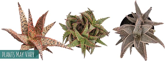 Live Aloe Plant Succulents (3 Pack), Succulents Plants Live in Potting Soil, Potted Succulents Live Plants, Star Aloe Plants Live in Cacti Pots, Cactus Plants Live Succulent Plants by Plants for Pets