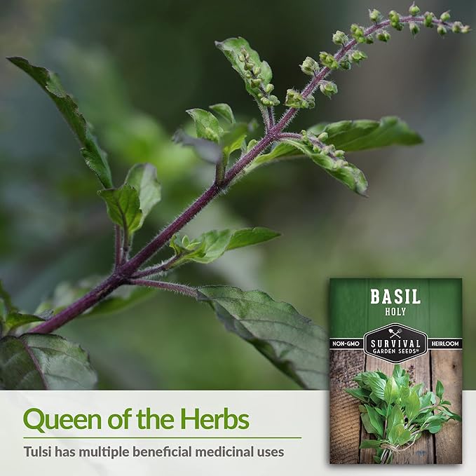Survival Garden Seeds - Holy Basil Seed for Planting - Packet with Instructions to Plant and Grow The Indian Sacred Herb Tulsi in Your Home Vegetable Garden - Non-GMO Heirloom Variety - Indian Herb