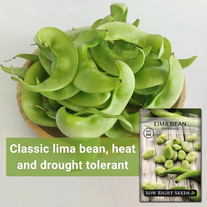 Sow Right Seeds - Fordhook Lima Bush Bean Seeds for Planting - Non-GMO Heirloom Packet with Instructions to Plant an Outdoor Home Vegetable Garden - Stringless Variety - Protein Packed Bush Bean (1)
