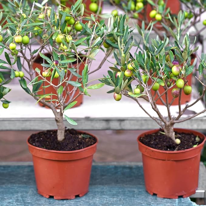 Premium Olive Tree Potting Mix 2qt, Uesed for The Propagation of Olive Trees by Cuttings or Seeds, Suitable for Planting, Repotting, and Growing Houseplant