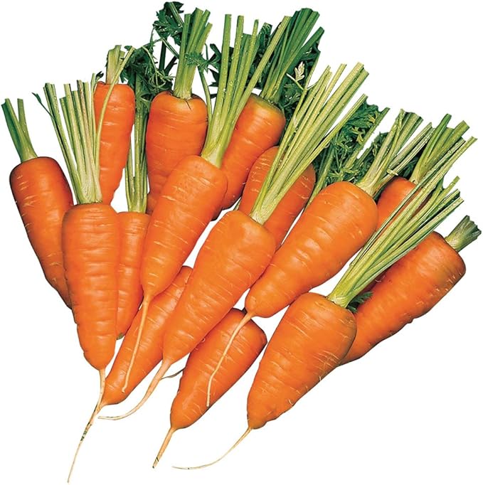 Burpee Short 'n Sweet Carrot Seeds 3000 seeds