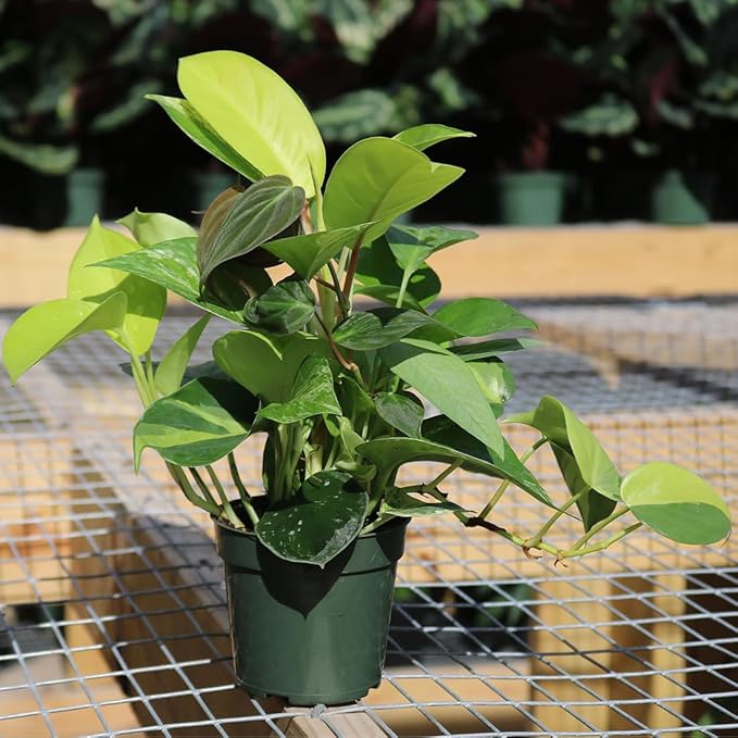 AMERICAN PLANT EXCHANGE Exotic Houseplant Dish Garden, 4-Inch Pot, Assorted Vining Foliage, Live Indoor Plants, Seasonal Selection of Philodendrons, Pothos, Scindapsus and More!