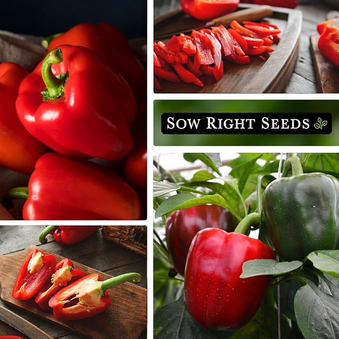 Sow Right Seeds - California Wonder Bell Pepper Seed for Planting - Non-GMO Heirloom Packet with Instructions to Plant an Outdoor Home Vegetable Garden - Productive and Sweet, Pick Green or Red (1)
