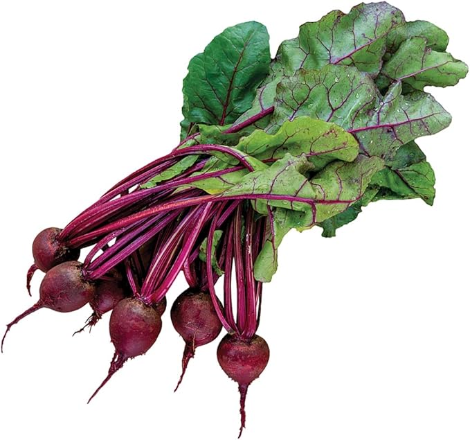 Burpee Detroit Dark Red Medium Top Beet Seed Tape 45 per tape