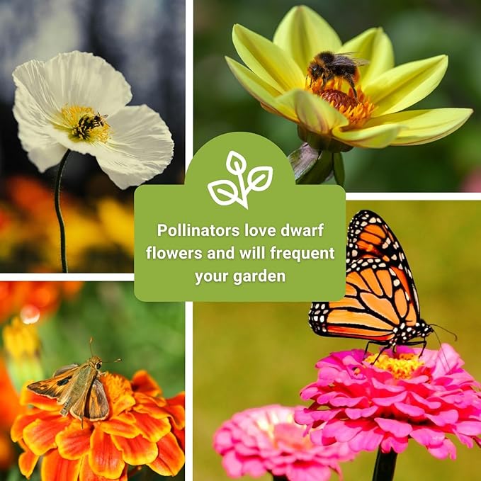 Sow Right Seeds - Dwarf Flower Seed Collection for Planting - Individual Packets of Zinnia Thumbelina, White Linen Poppy, Tetra Snapdragon, Dwarf Dahlia, and Sparky Marigold Non-GMO Heirloom Seeds