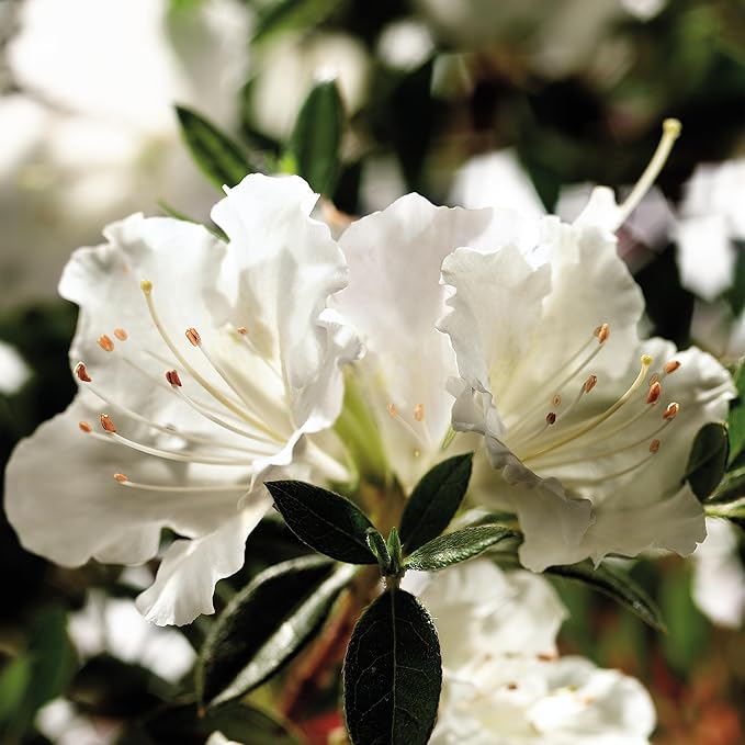 2 Gallon Encore Azalea Autumn Angel Shrub