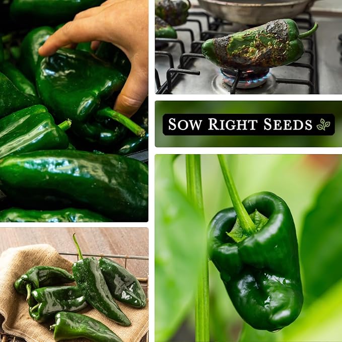Sow Right Seeds - Poblano Pepper Seeds for Planting - Non-GMO Heirloom Packet with Instructions to Plant a Home Vegetable Garden - Hot Ancho Chile Variety to Grow, Spicy and Abundant (4)