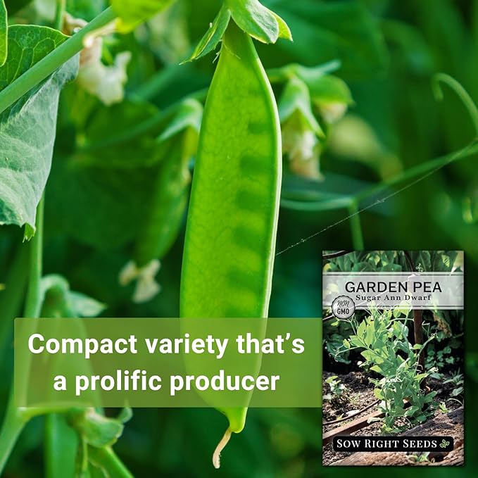 Sow Right Seeds - Sugar Ann Dwarf Pea Seeds for Planting - Non-GMO Heirloom Packet with Instructions to Plant an Outdoor Home Vegetable Garden - Short Bushes with a Crisp Snap - Spring and Fall (1)