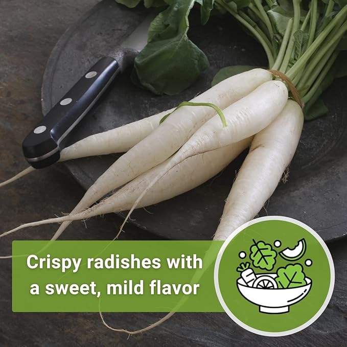 Sow Right Seeds - Japanese Minowase Daikon Radish Seeds for Planting - Non-GMO Heirloom Packet with Instructions to Plant a Home Vegetable Garden - Spring or Fall Planting Outdoors - Long White (1)