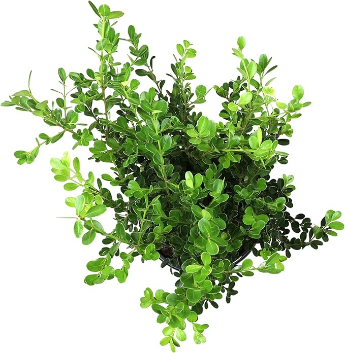 Buxus Japonica Plant (1G), Boxwood Shrubs Live in Planters for Outdoor Plants Live Evergreen Trees Live Plants, Live Outdoor Plants Potted Plants Live Outdoor, Live Trees Live Plant by Plants for Pets