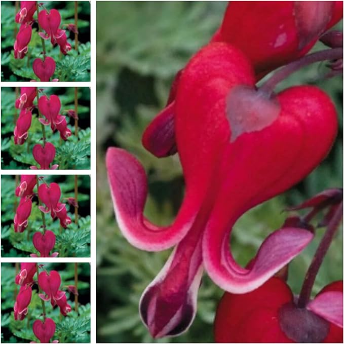 CHUXAY GARDEN Bright Red Dicentra Spectabilis Seed 25 Seeds Rare Color Bleeding Heart Unique Flower Plant Exotic Charm Great Courtyard Flower
