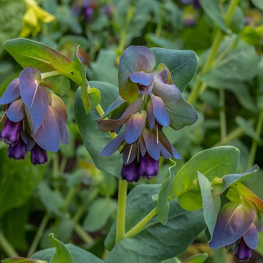 Outsidepride 100 Seeds Annual Cerinthe Major Honeywort Flower Seeds for Planting