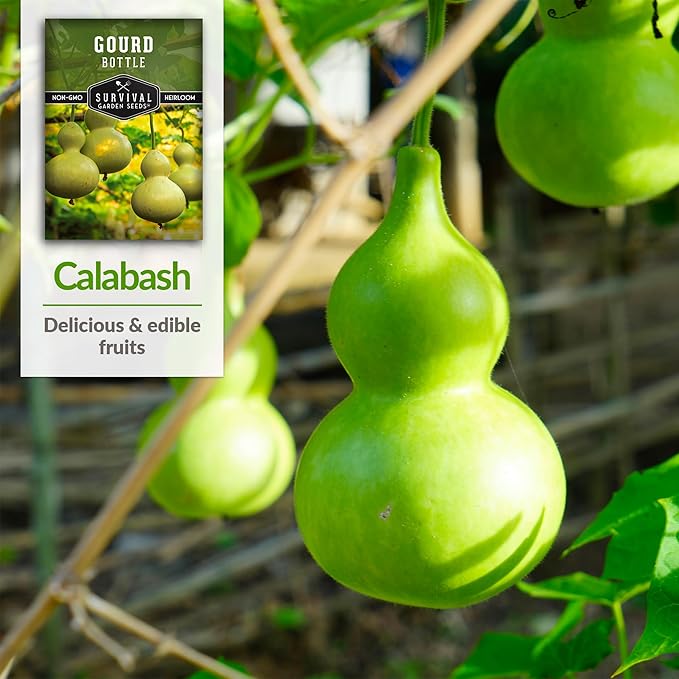 Bottle Gourd Seed for Planting - 1 Packet with Instructions to Plant & Grow Birdhouse or Calabash Gourds in Your Home Vegetable Garden - Non-GMO Heirloom Variety Plant Seed - Survival Garden Seeds