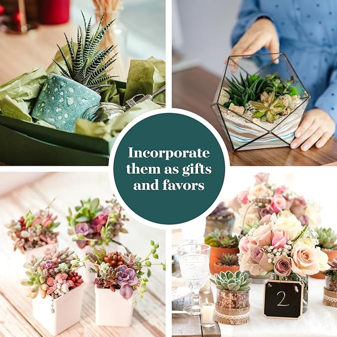 Shop Succulents Assorted Succulent Plant Pack Collection - Live Mini Succulent Plants, Low Maintenance, Mixture of Colors & Textures - Wedding and Party Favors, Gift & Garden, Pack of 12