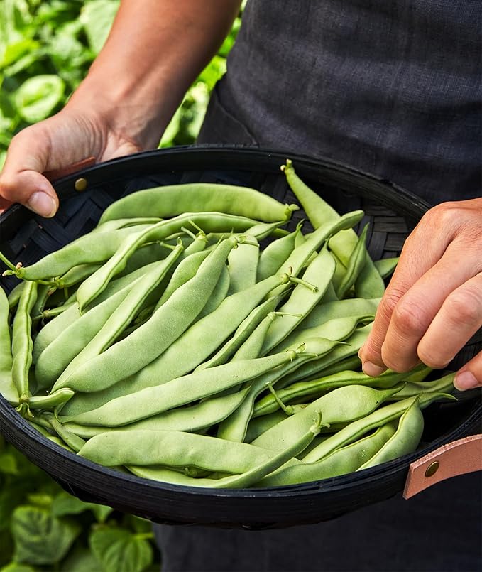 Burpee Early Italian Bush Bean Seeds 8 ounces of seed