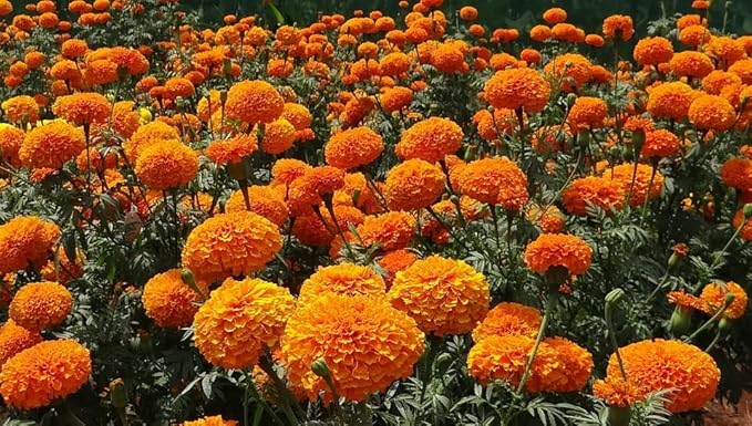 Black Duck Brand Set of 25 Marigold Crackerjack Flower Seed Packets! Flower Seeds in Bulk - Great for Creating The Garden of Your Dreams! (25, Marigold - Crackerjack)