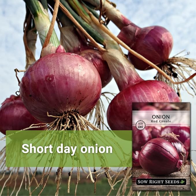 Sow Right Seeds - Red Creole Onion Seeds for Planting - Non-GMO Heirloom Packet with Instructions to Plant a Home Vegetable Garden - Grow Classic Purple Onions, Essential for Cooking (2)