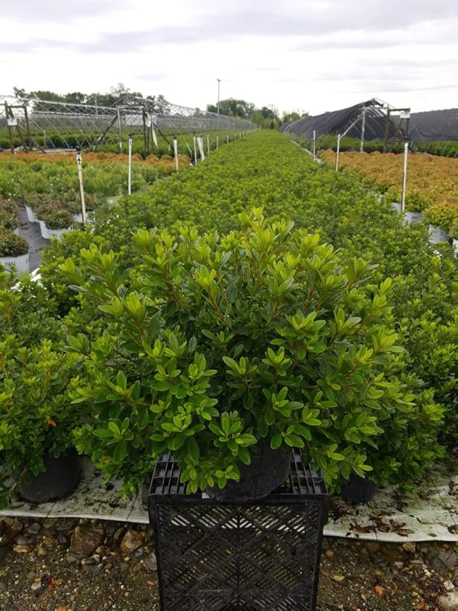 Azalea 'Karen' (Azalea) Shrub, lavender flowers, #3 - Size Container