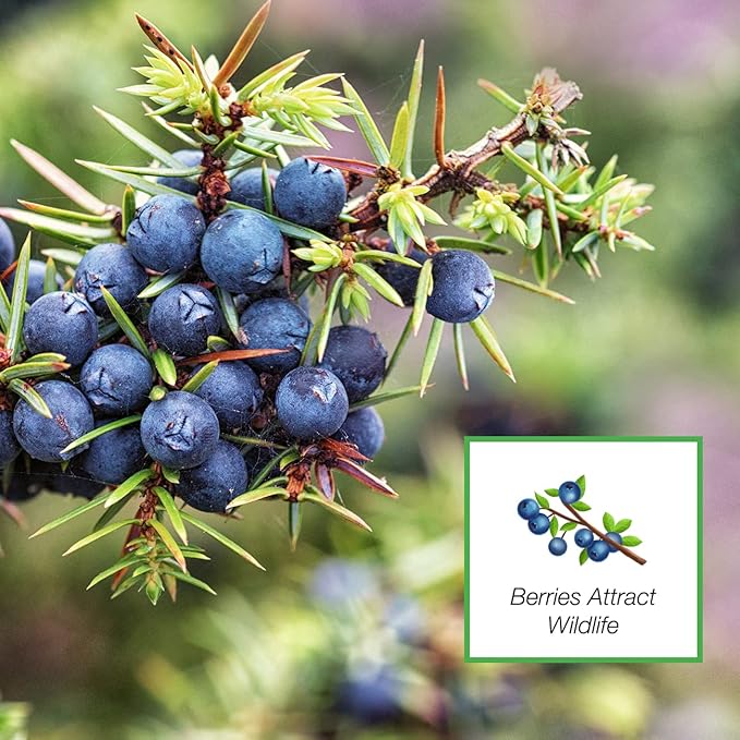Perfect Plants Blue Pacific Juniper Shrub 1 Gallon | Real Live Outdoor Plant | Exotic Groundcover Perennial | Evergreen Foliage All Year Long