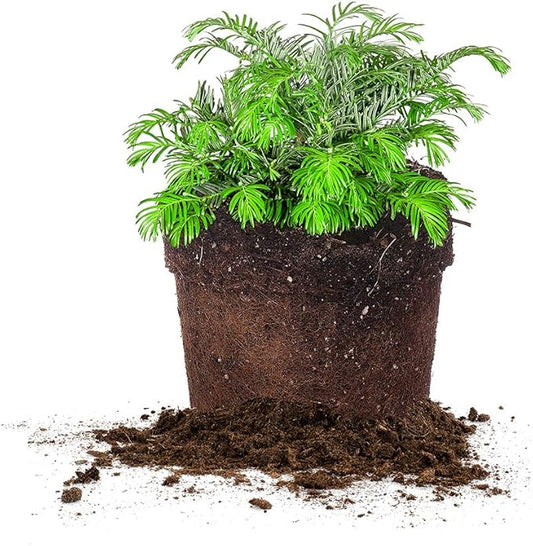 Perfect Plants Spreading Yew Cephalotaxus Live Plant, 3 Gallon, Includes Care Guide