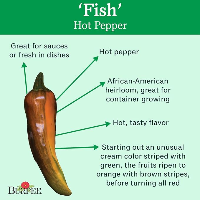 Burpee Fish Hot Pepper Seeds 30 seeds