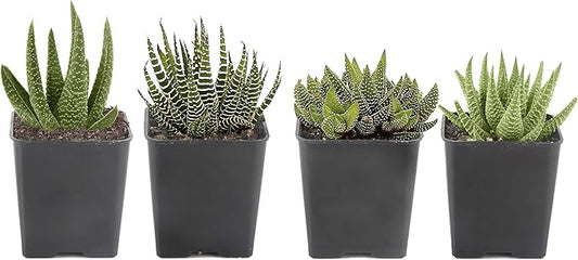 Costa Farms, Succulents, Fully Rooted, Live Indoor Plant, 2.5-Inch Haworthia, in Grower's Pot, 4-Pack