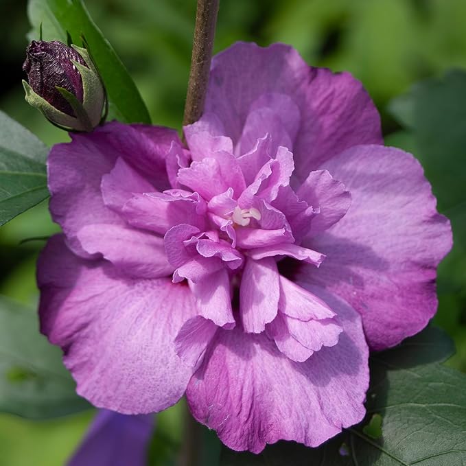 2 Gallon Proven Winners Hibiscus Dark Lavender Chiffon Shrub