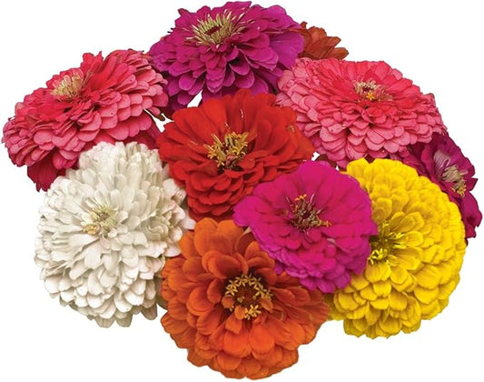 Burpee State Fair Mix Zinnia Seed Tape 50 per tape