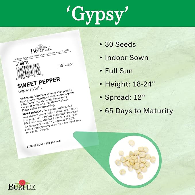 Burpee Gypsy Sweet Pepper Seeds 30 seeds