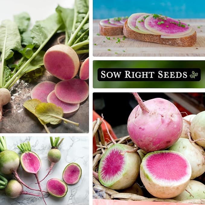 Sow Right Seeds - Watermelon Radish Seed for Planting - Non-GMO Heirloom Packet with Instructions to Plant a Home Vegetable Garden - Unique & Rare Veggie, Watermelon-Like Coloring When Cut (2)