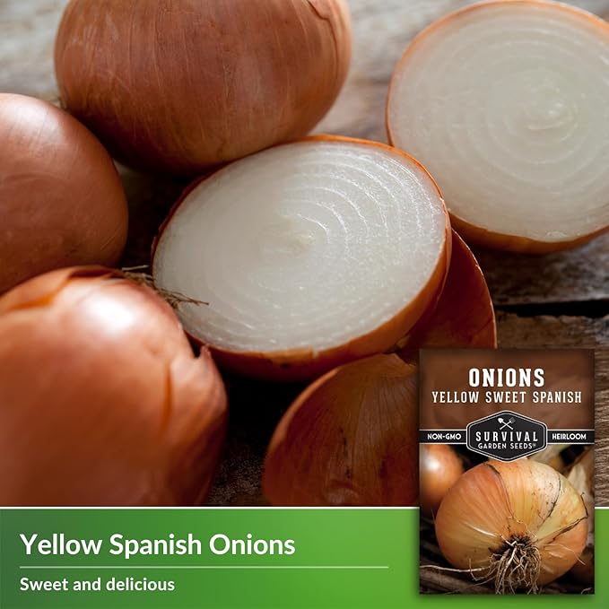 Yellow Sweet Spanish Onion Seed for Planting - 2 Packets with Instructions to Plant and Grow Long Day Onions in Your Home Vegetable Garden - Non-GMO Heirloom Variety - Survival Garden Seeds