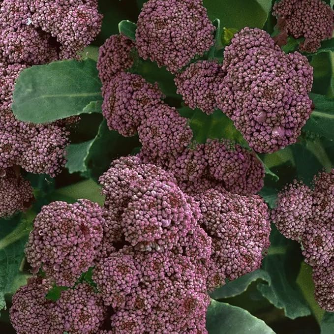 Park Seed Variety of Broccoli Plant Seeds, Easy to Grow, Perfect for Garden, Purple Sprouting Broccoli Seeds, Pack of 100 Seeds