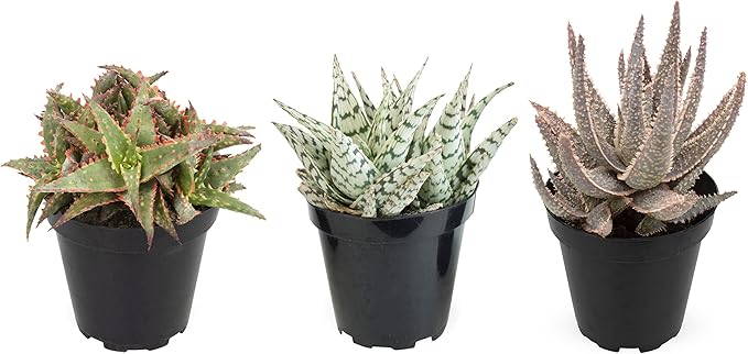 Live Aloe Plant Succulents (3 Pack), Succulents Plants Live in Potting Soil, Potted Succulents Live Plants, Star Aloe Plants Live in Cacti Pots, Cactus Plants Live Succulent Plants by Plants for Pets