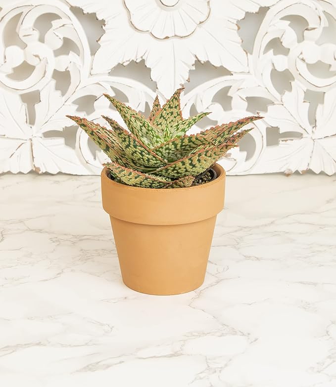 Live Aloe Plant Succulents, Star Aloe Plants Live in Clay Pots for Plants, Succulents Plants Live in Potting Soil, Potted Succulents Live Plants, Cactus Plants Live Succulent Plants by Plants for Pets