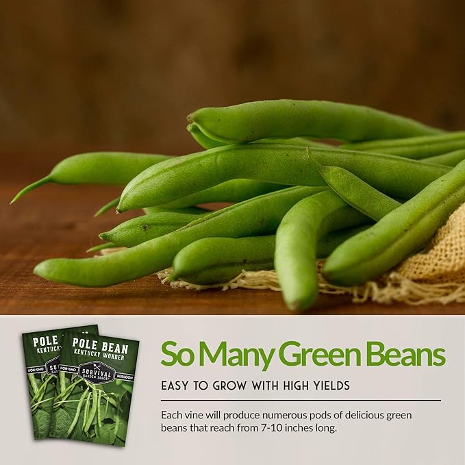 Survival Garden Seeds - Kentucky Wonder Pole Bean Seed for Planting - 2 Packs with Instructions to Plant and Grow Green Snap Beans in Your Home Vegetable Garden - Non-GMO Heirloom Variety